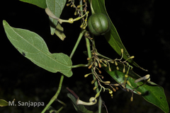 Aristolochia krisagathra